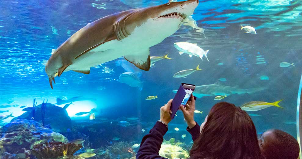 Ripley’s Aquarium of Canada Designated as Country's First Autism Certified Attraction