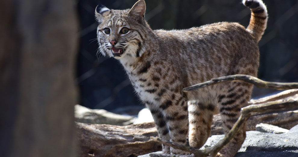 Wild about Bobcats