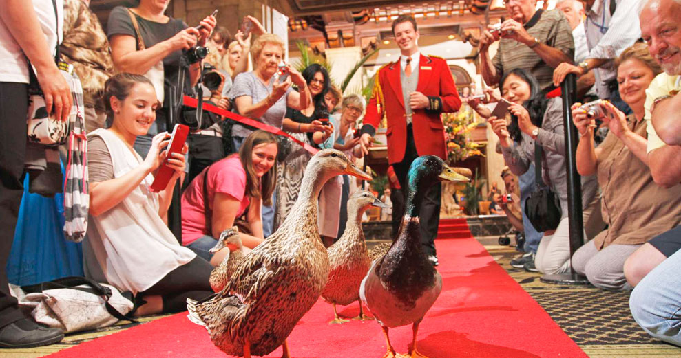 All It’s Quacked Up to Be: The Peabody Memphis Duckmaster