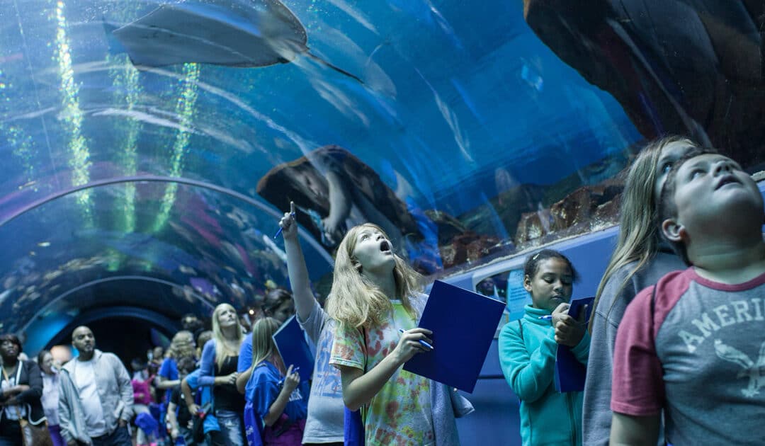 Dive Deep with Georgia Aquarium