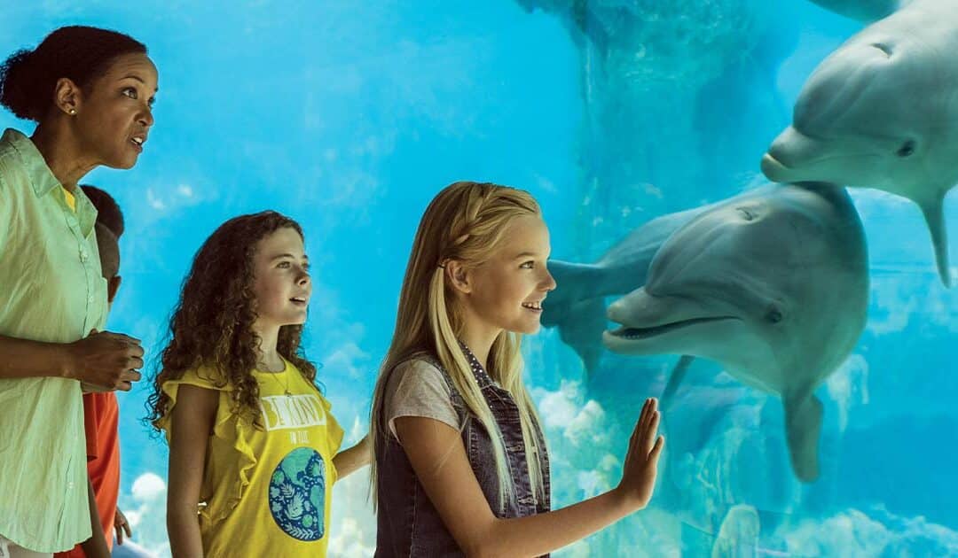 SeaWorld: Celebrate, Perform, Inspire