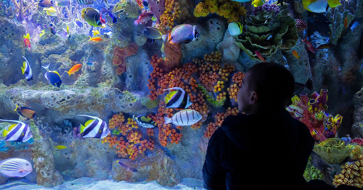 Learning Comes Alive at the New England Aquarium Teach & Travel