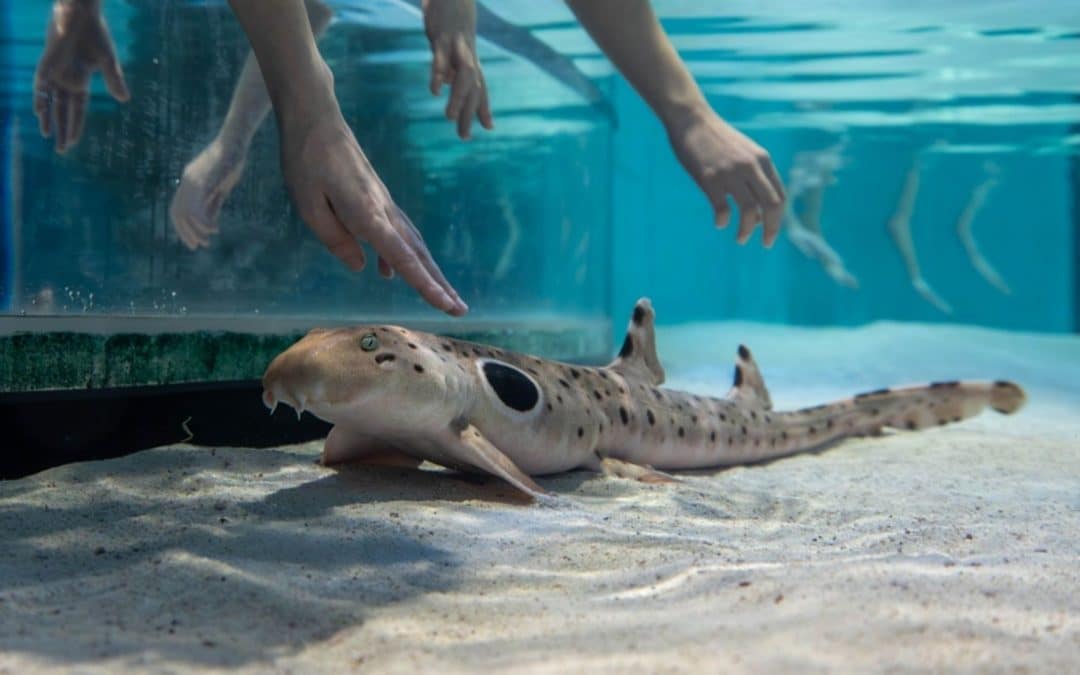 Learning Comes Alive at New England Aquarium