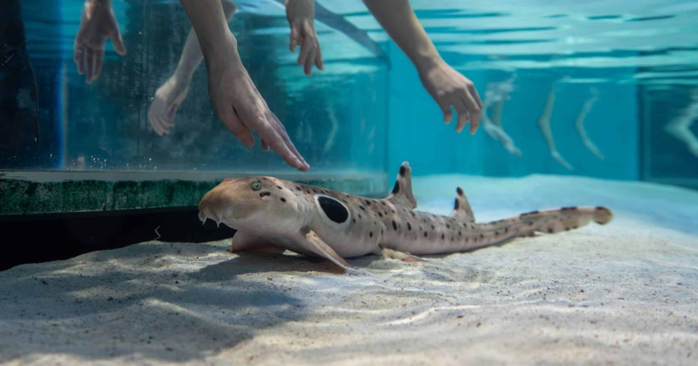 Learning Comes Alive at New England Aquarium